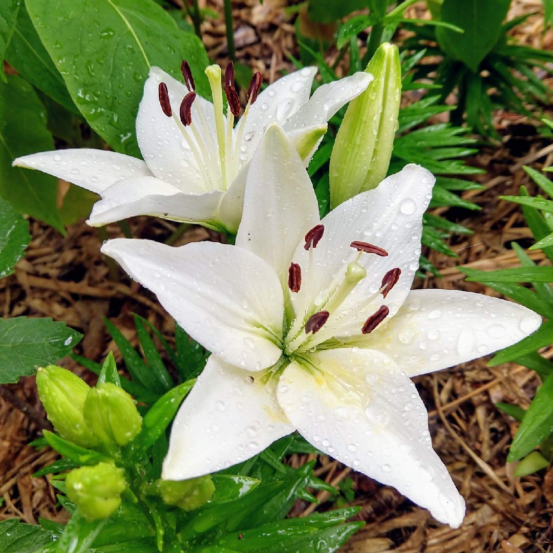 White Velvet Lily Perennial Flower - for planting in home garden